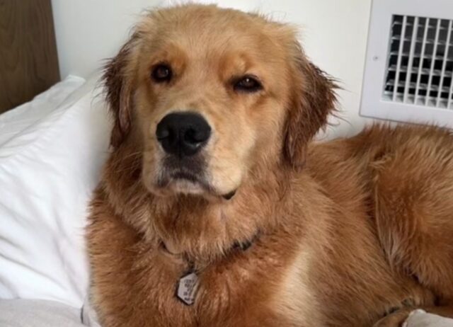 Il Golden Retriever esprime chiaramente tutte le sue emozioni dopo l’esperienza del bagnetto