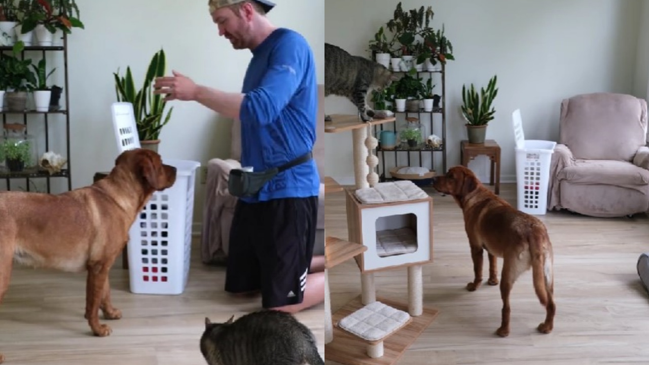 Labrador studia piano per catturare il gatto