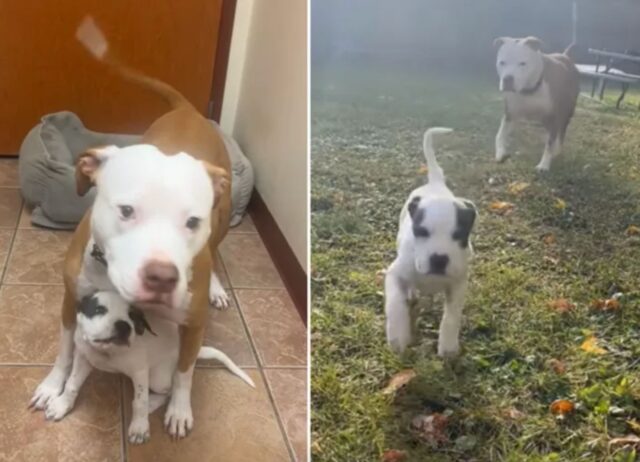 Il cane in lutto per la morte del fratello riceve un nuovo cucciolo, era il modo giusto per farlo stare meglio