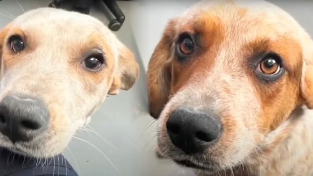 Il cane piange quando suo fratello in canile viene adottato, ma la storia non finisce qui – VIDEO