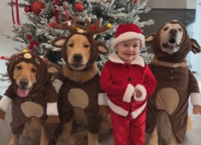 Il piccolo Babbo Natale e le sue renne: la foto di questo bimbo con i suoi cani è pura tenerezza