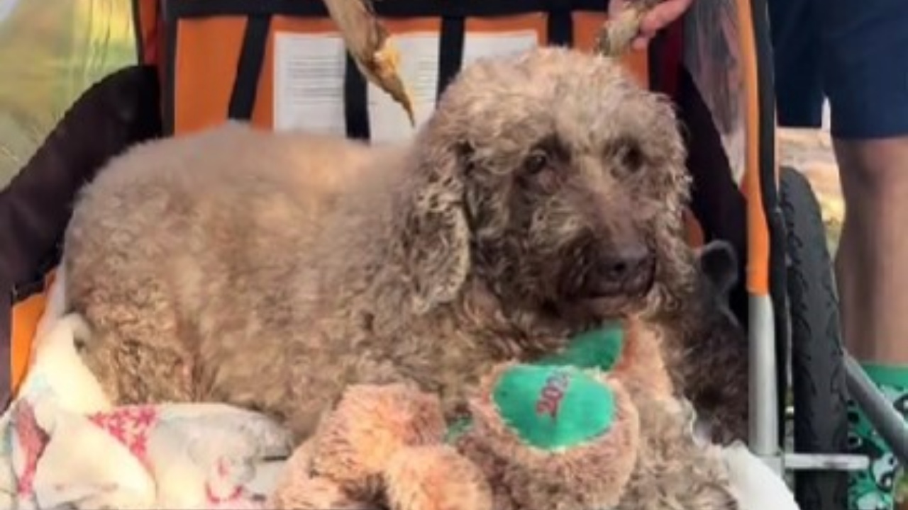 Labradoodle va a farsi toelettare