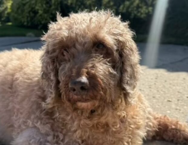 Il povero Labradoodle va a farsi toelettare, ma quando ritorna sembra tutto fuorché un cane