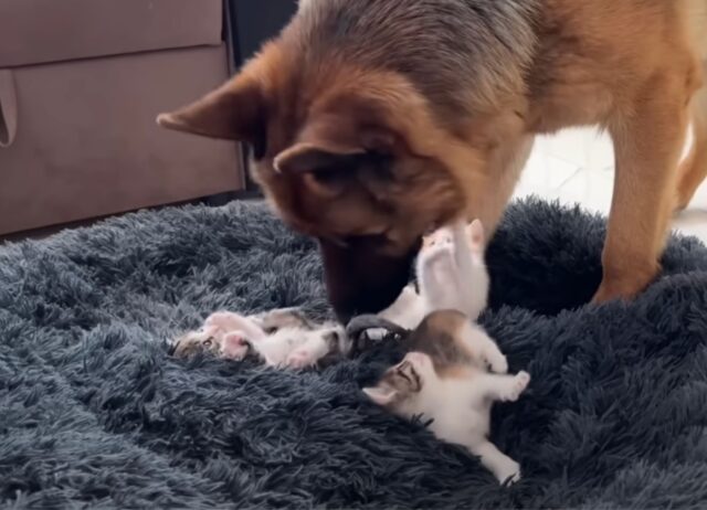 Il povero cane si rende conto che i gattini gli hanno rubato la cuccia e non sa cosa fare