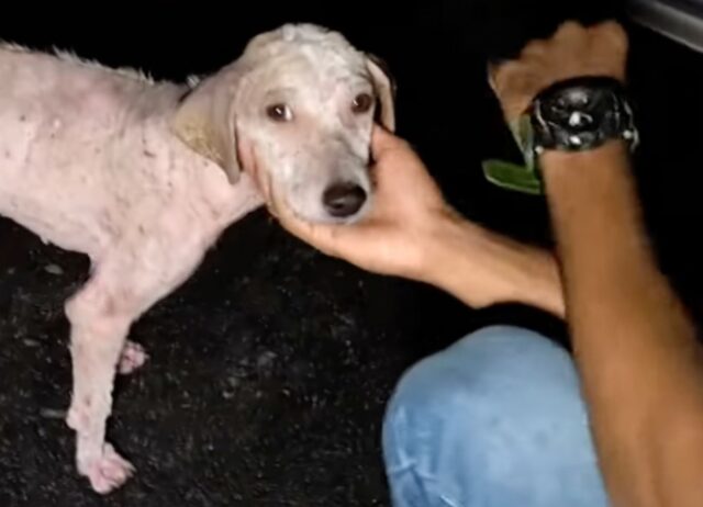 Il povero cane stava soffrendo per strada, eppure trova la forza per riuscire a scodinzolare