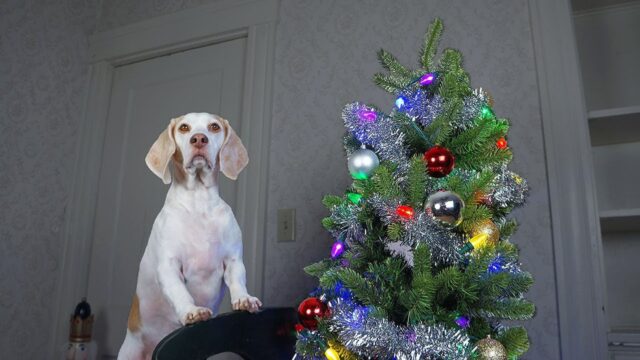 Il tutorial più esilarante: questo cane vuole spiegare a tutti come si decora un albero di Natale – VIDEO