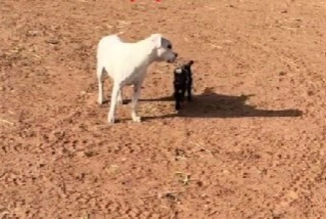 La coppia porta a casa dal suo cane un cucciolo di capra orfano: non immaginavano cosa sarebbe successo