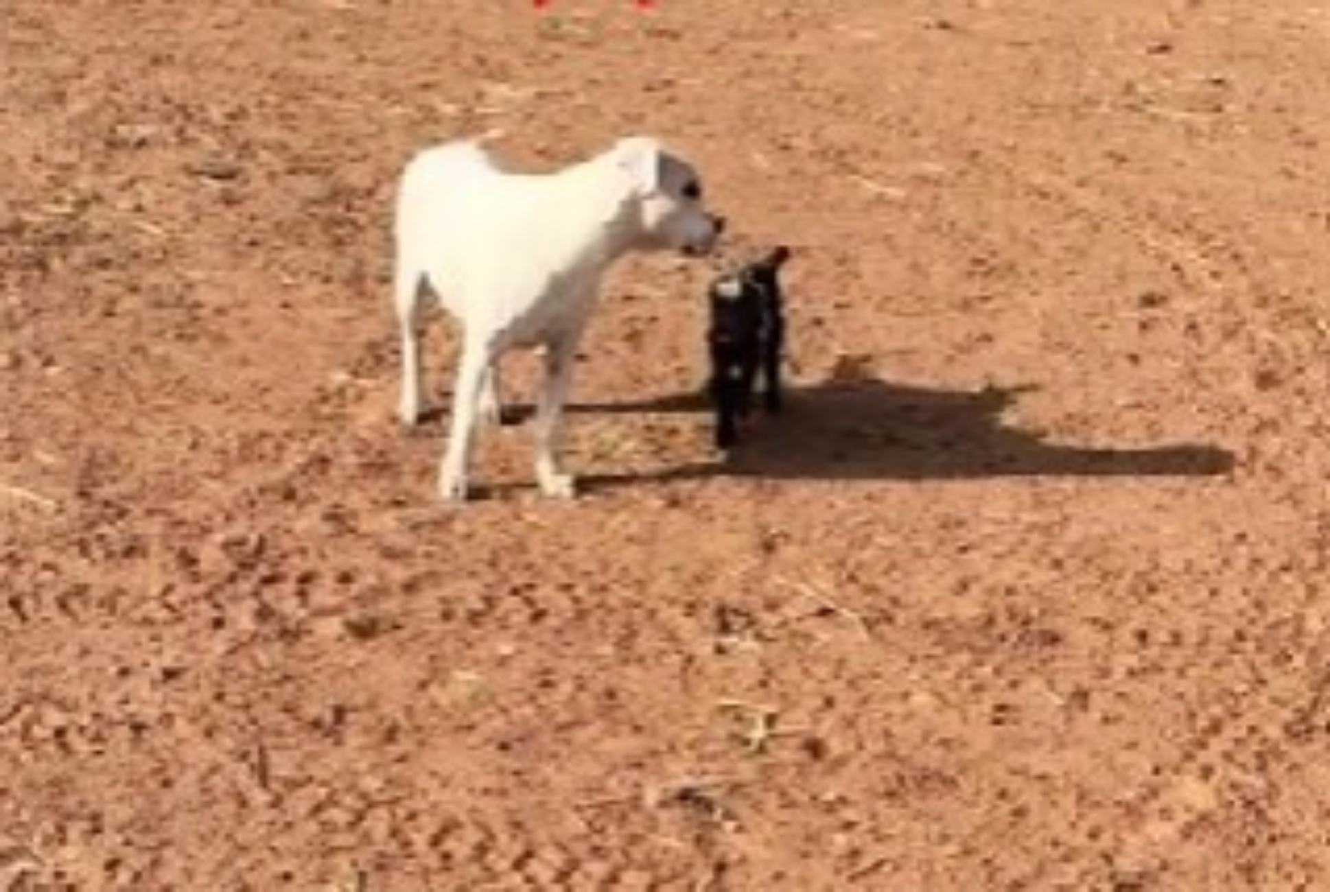 capra con cane