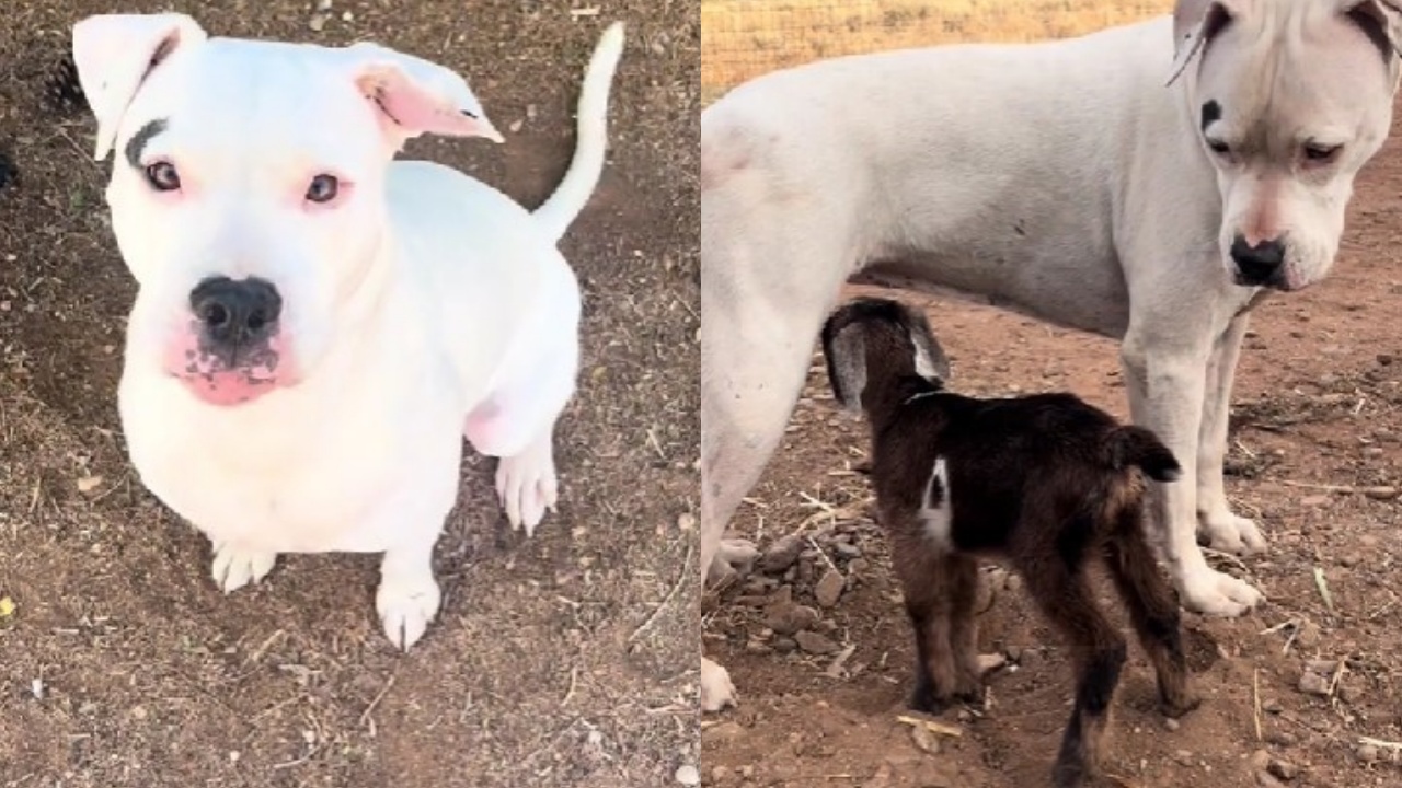 cucciolo di capra adottato da cane