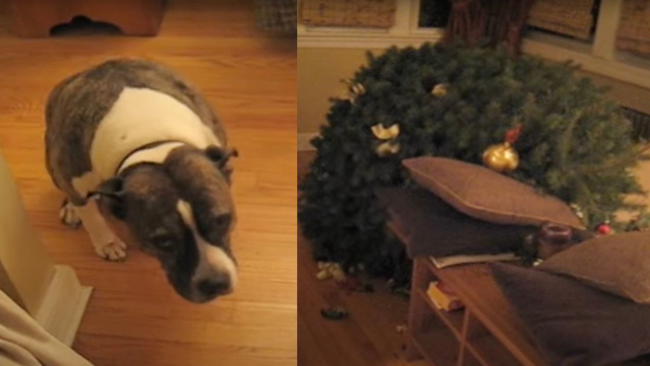 Cane travolge albero di Natale