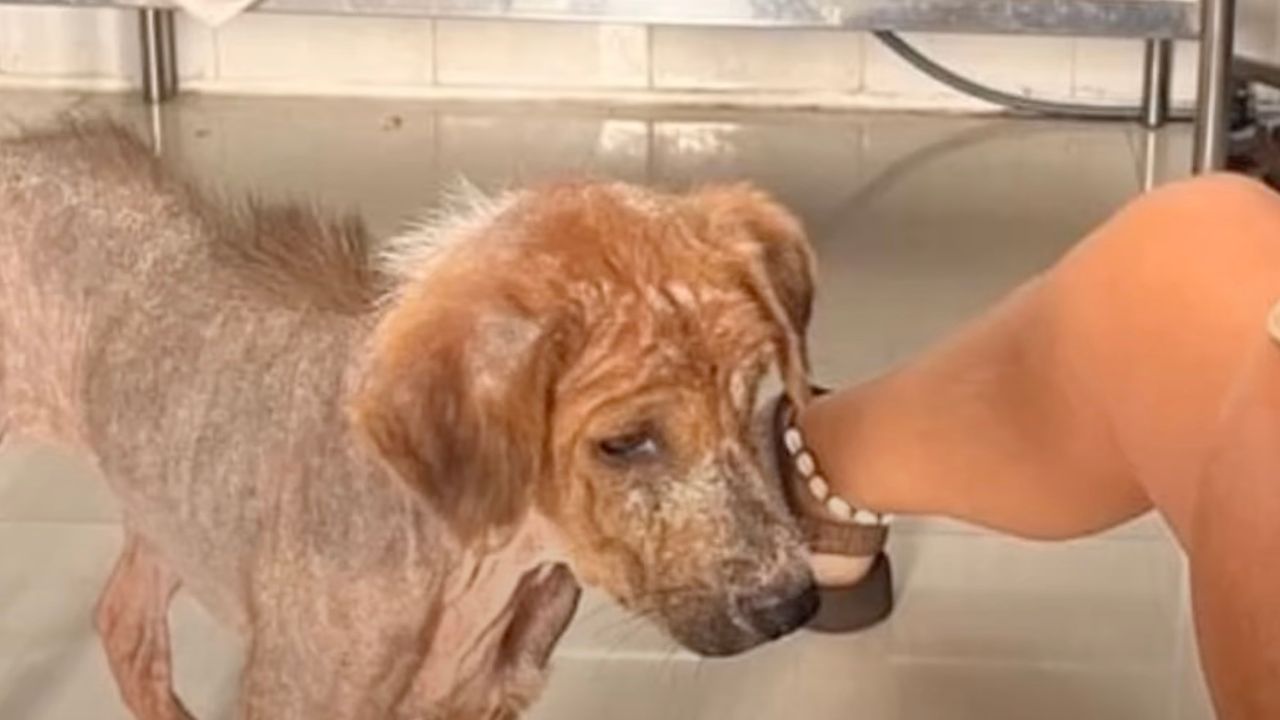 Cagnolina dallo sguardo triste