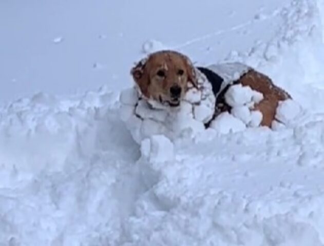 L”accessorio” per l’outfit di questo cane è molto natalizio: neve vera al cento per cento