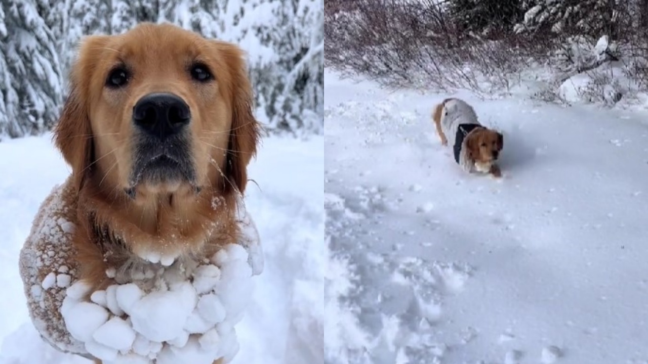 cane indossa accessorio natalizio di neve