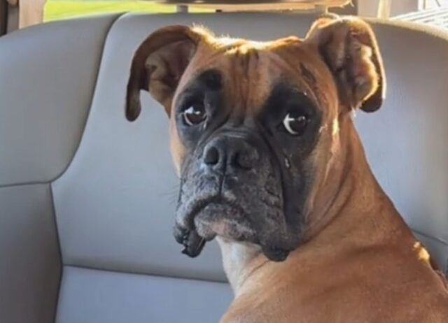 L’adorabile Boxer che vagava senza meta si è sciolto quando ha capito il valore di un abbraccio