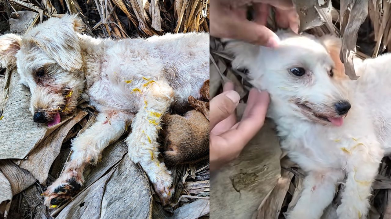 Mamma cane si prende cura dei suoi cuccioli