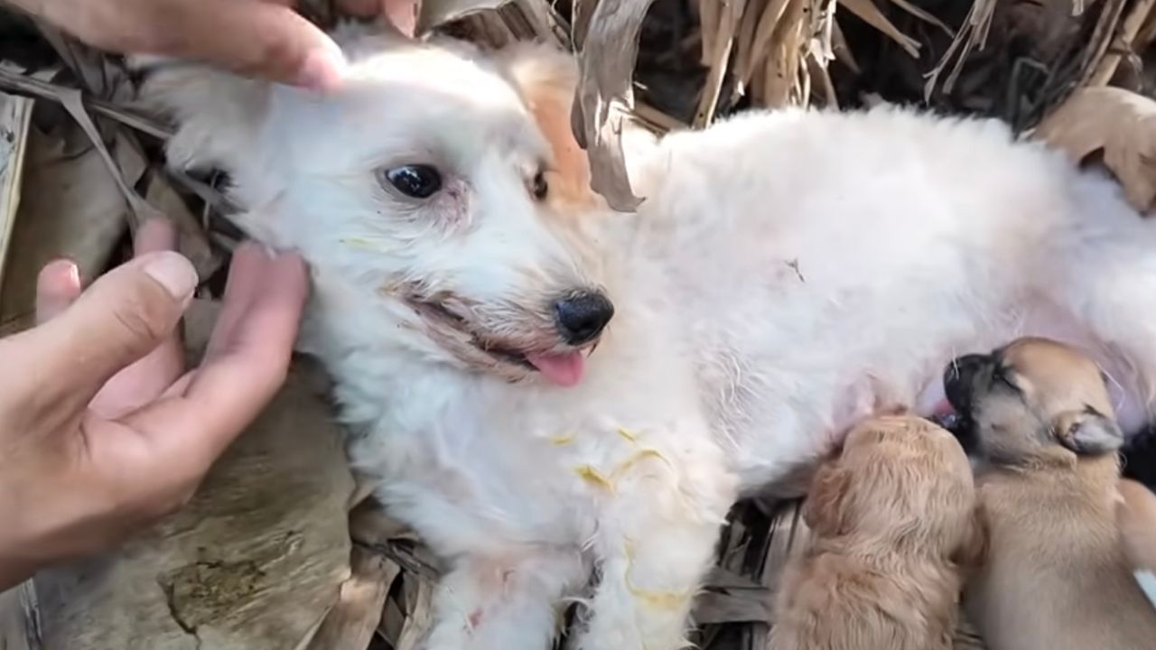 Mamma cane prova ad allattare i suoi cuccioli