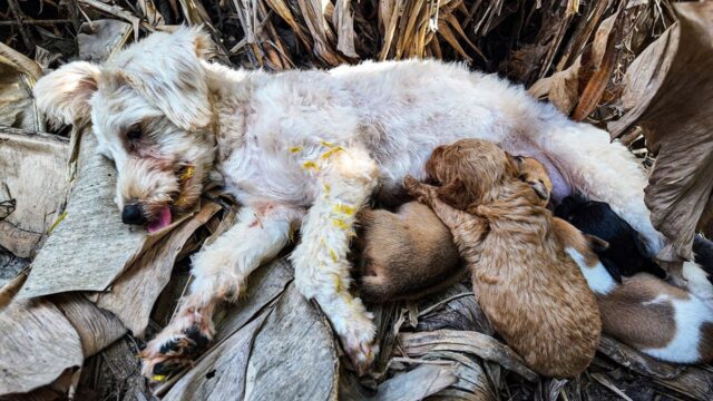 L’hanno trovata in condizioni disperate, eppure la storia di questa mamma cane ha un lieto fine – VIDEO