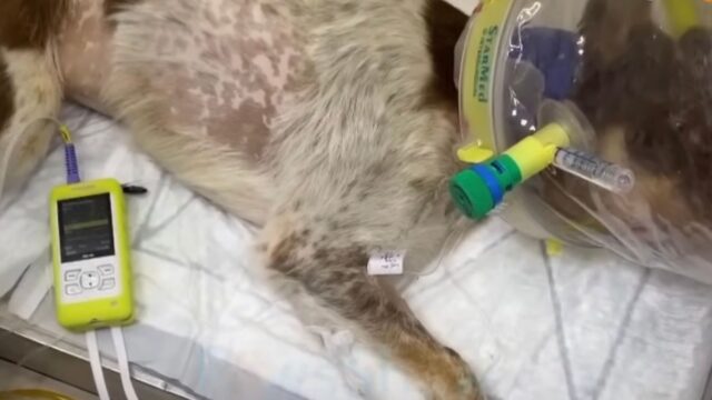 Lo hanno trovato stravolto dal dolore: hanno deciso di fare con questo cane un viaggio a dir poco commovente – VIDEO