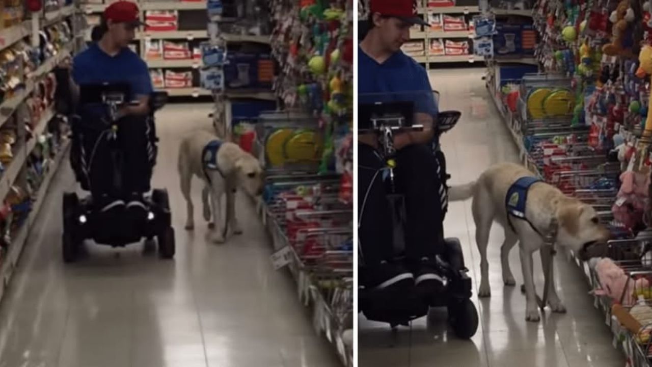 Cane fa shopping col suo padrone