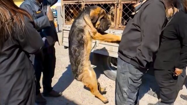 L’uomo salva il cane dal macello: quello che accade dopo lascia tutti senza fiato – Video