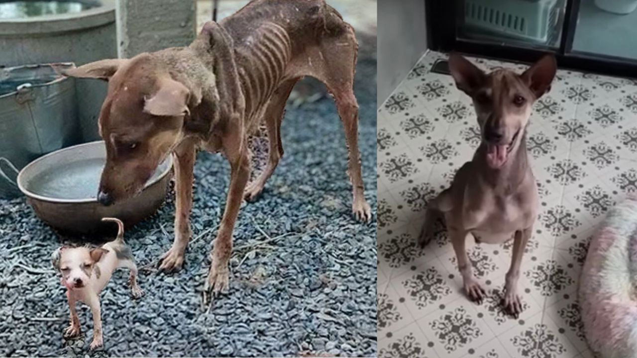 Mamma cane aiuta il suo cucciolo