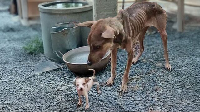 Mamma cane aveva il cuore spezzato: non riusciva in alcun modo a salvare il suo povero cucciolo – VIDEO