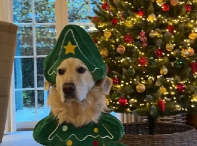 No, questo cane non sembra affatto felice dell’outfit che i suo genitori hanno scelto per Natale