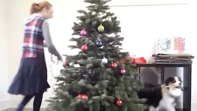 Non è fantascienza: questo cane è riuscito ad aiutare la sua padrona a decorare l’albero di Natale – VIDEO