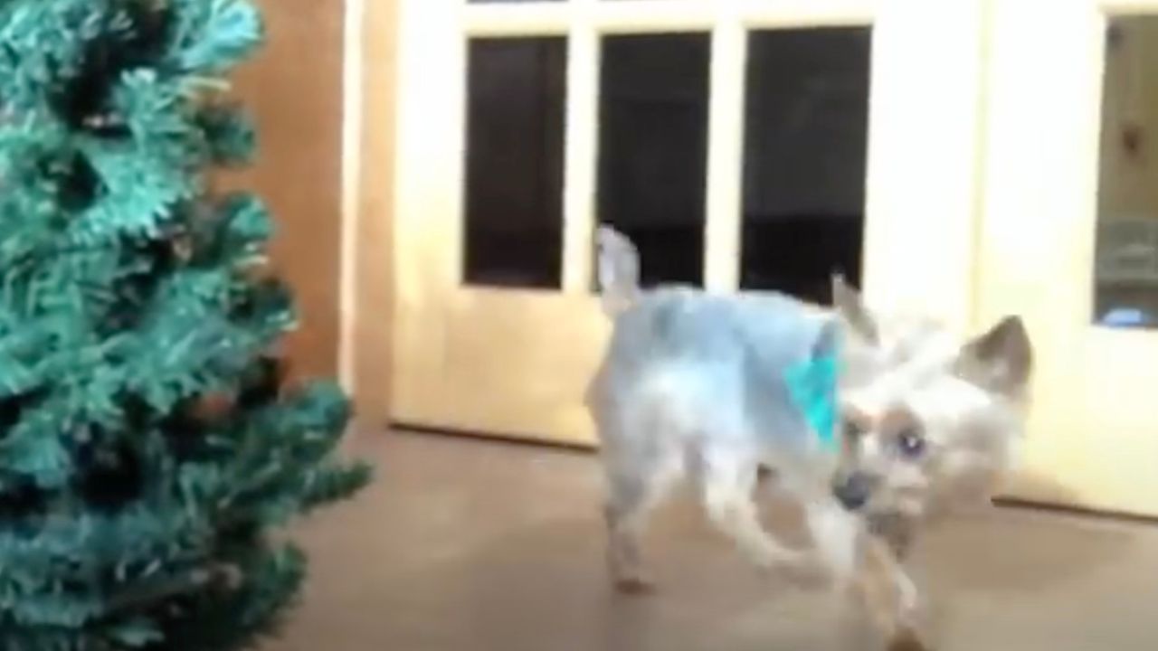 Cane si avvicina all'albero di Natale