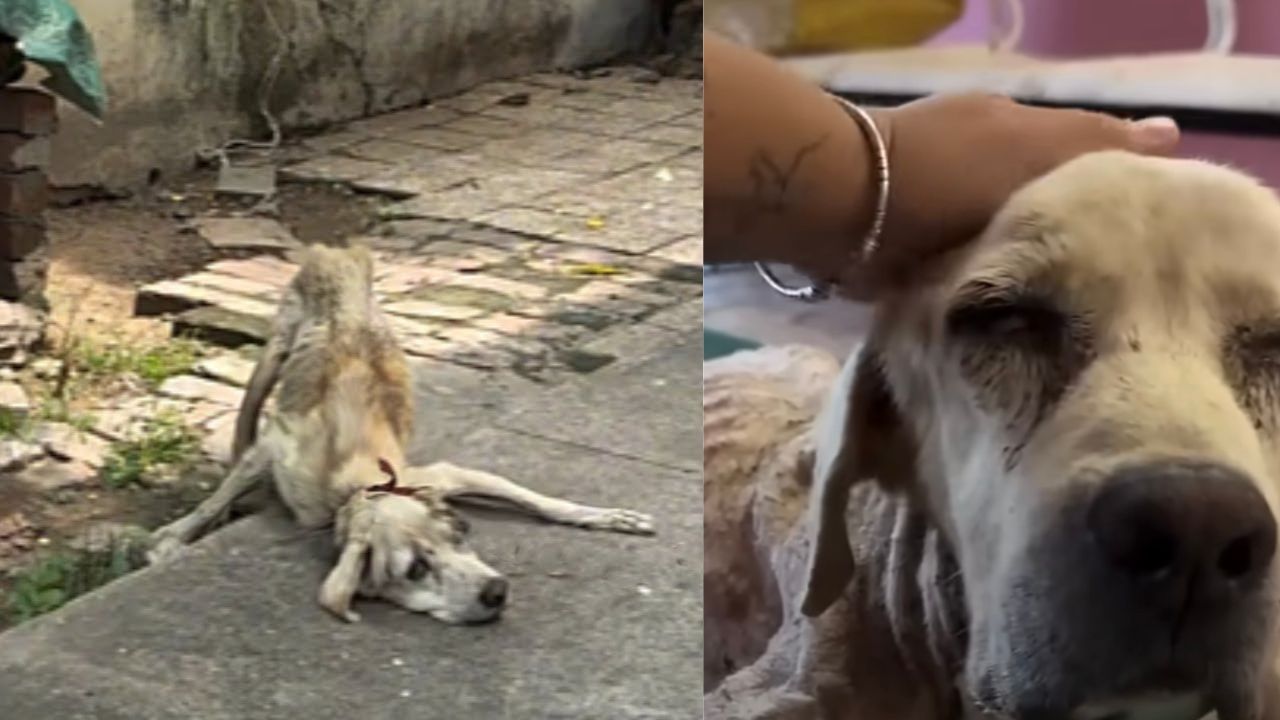 Cane con ferite e parassiti agli occhi