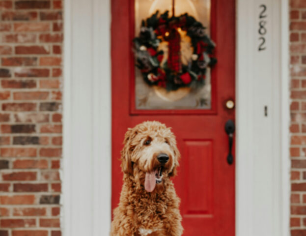 Occhio, sai quali sono gli addobbi di Natale più pericolosi per il tuo cane?