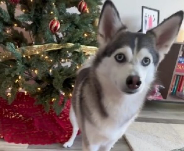 Ops! Gli auguri di Natale di questo cane sono andati un po’ fuori controllo