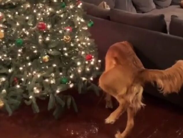 Ops: non è proprio così che i padroni si aspettavano che il cane avrebbe trattato l’albero di Natale