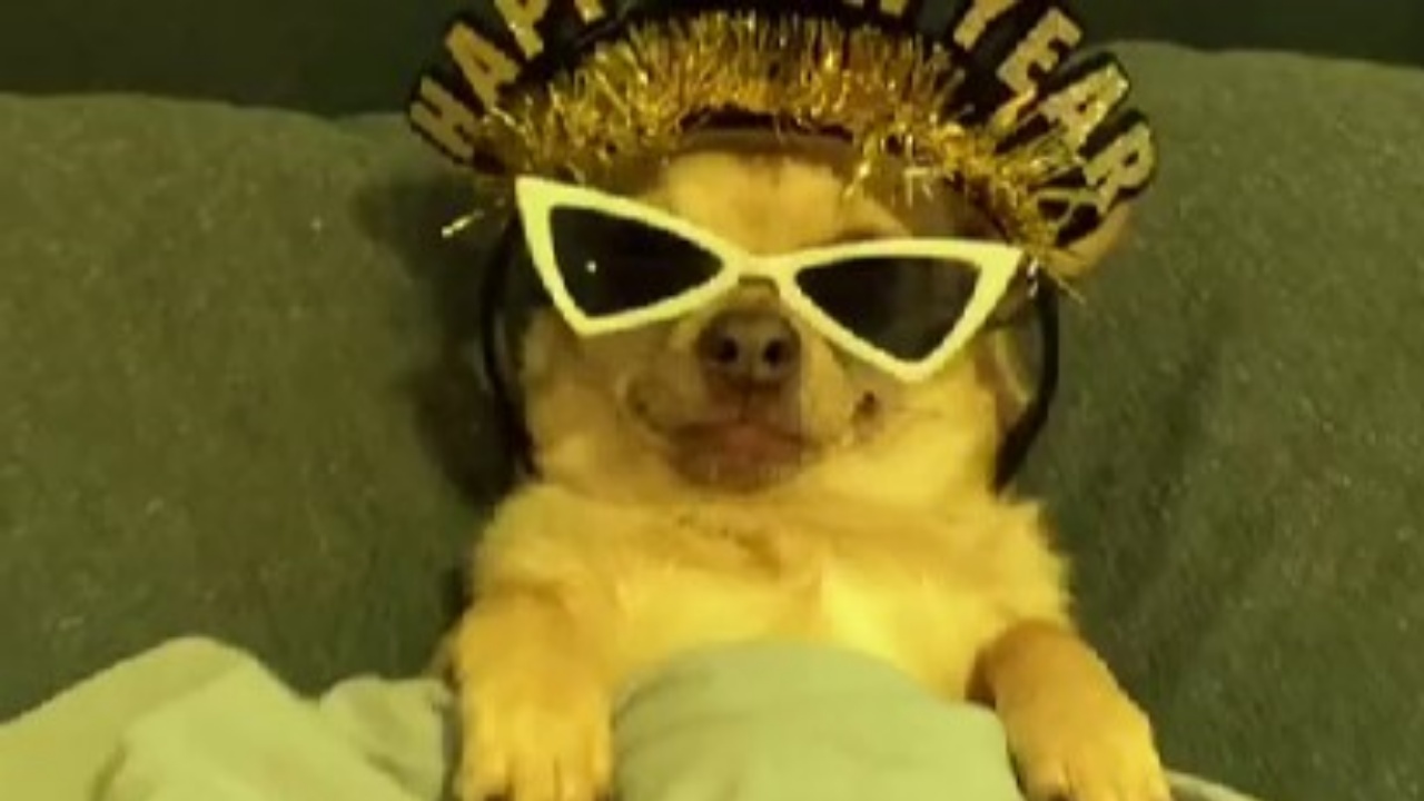 cane pronto per il party di Capodanno