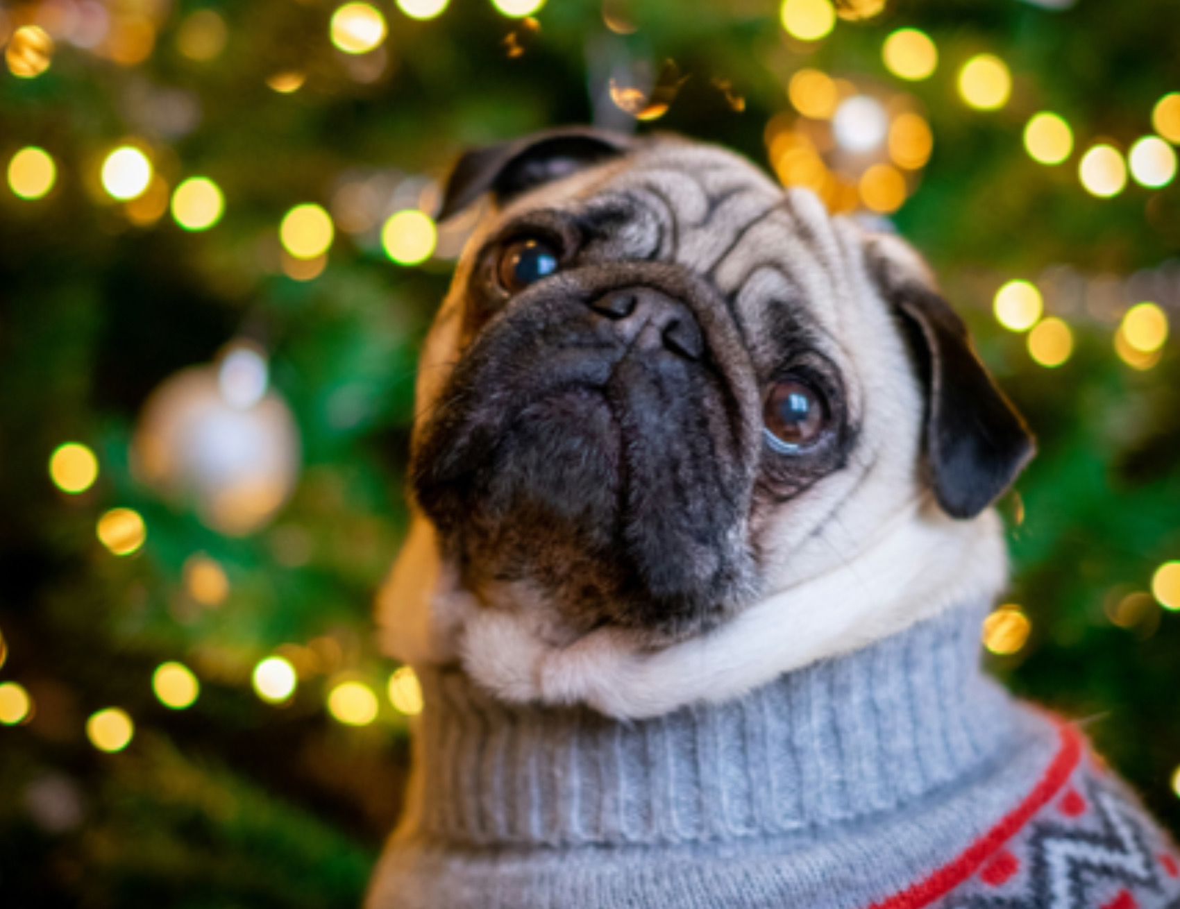 Cane con il maglione