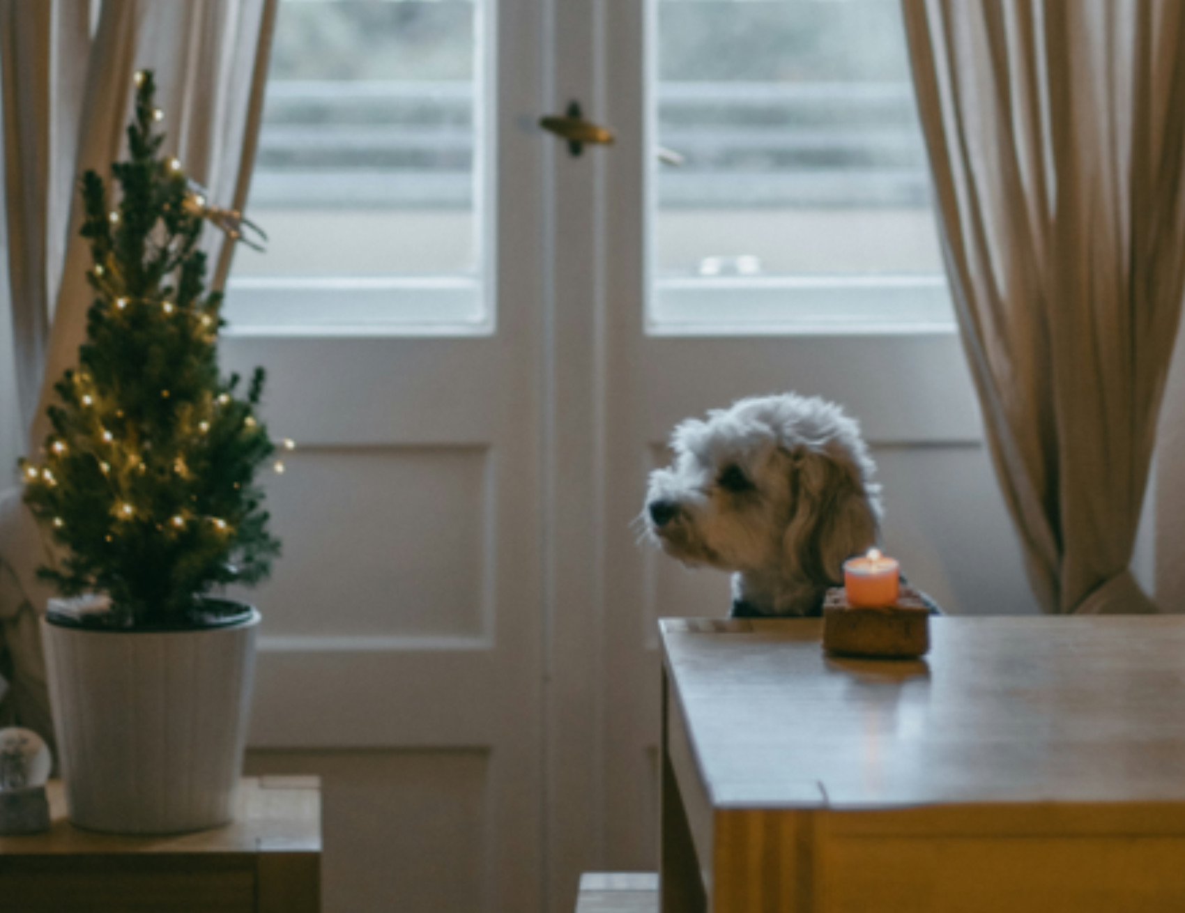 Cane guarda l’albero