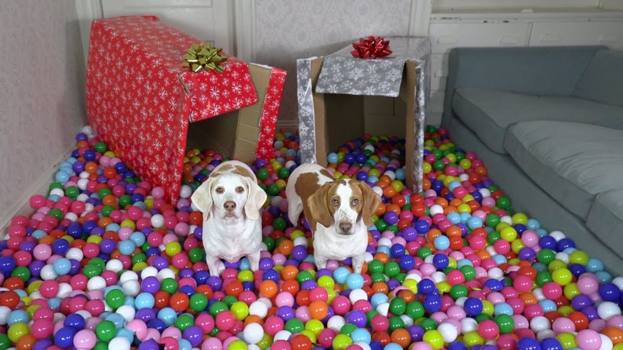 Cani nella vasca di palline