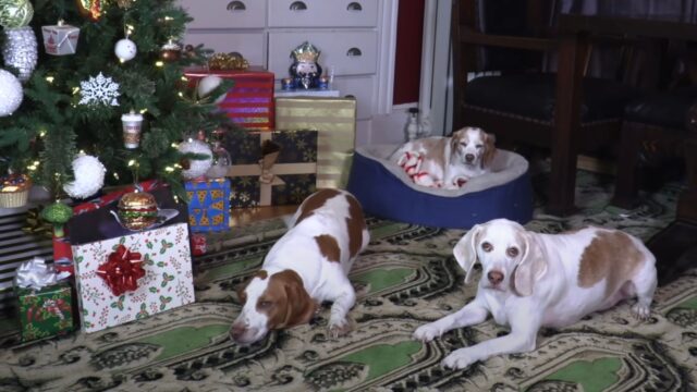 Questi cani hanno ricevuto il regalo di Natale più bello che potessero desiderare – VIDEO