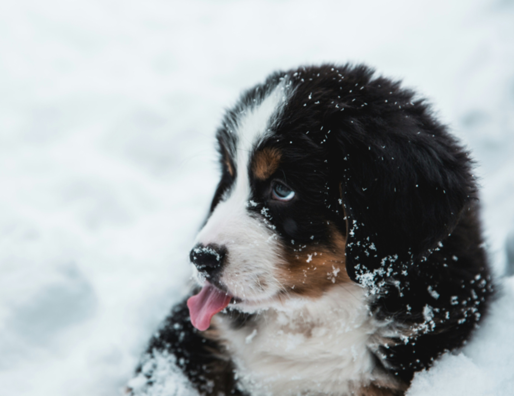 Cane nella neve