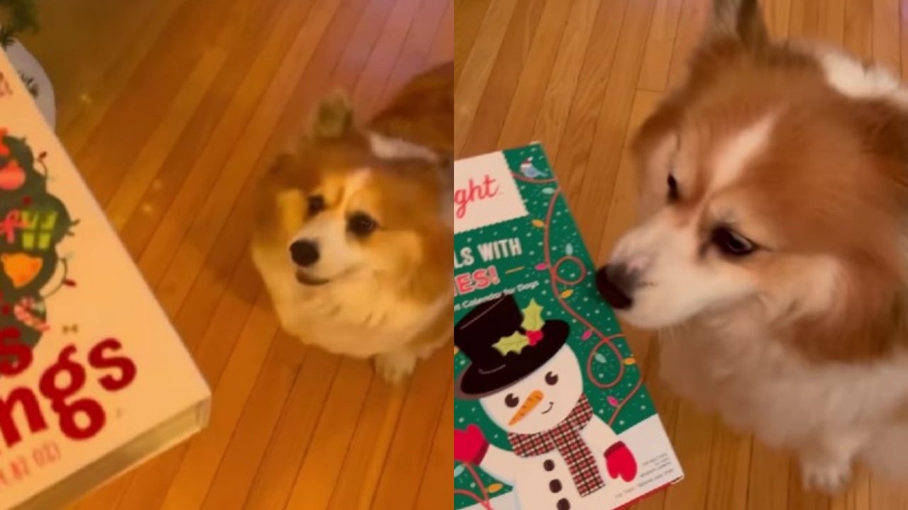 corgi reazione dolcissima al calendario dell'avvento