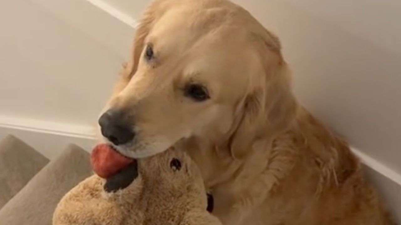 Golden Retriever prende peluche in bocca