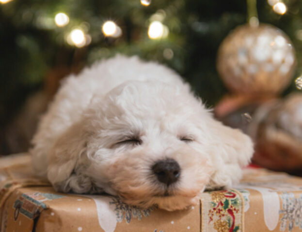 Se è diventata la sua ossessione prova a fare un recinto per difendere l’albero di Natale dal cane