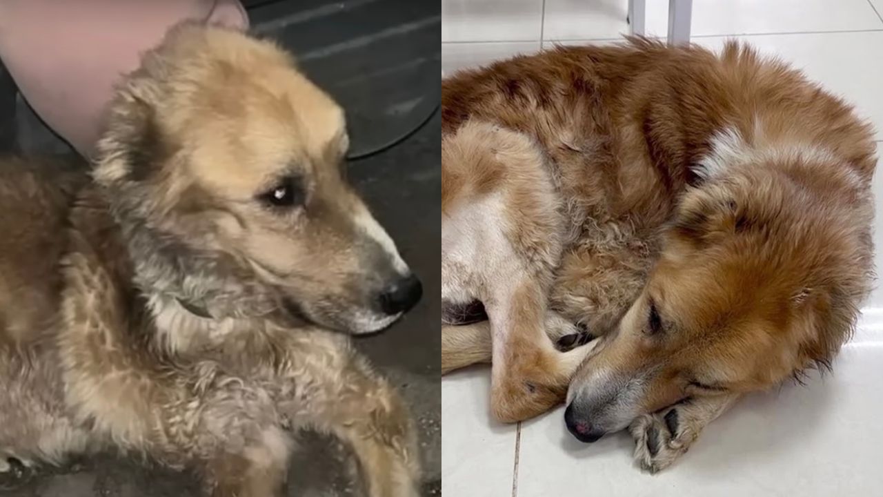 Cagnolina vittima di abusi