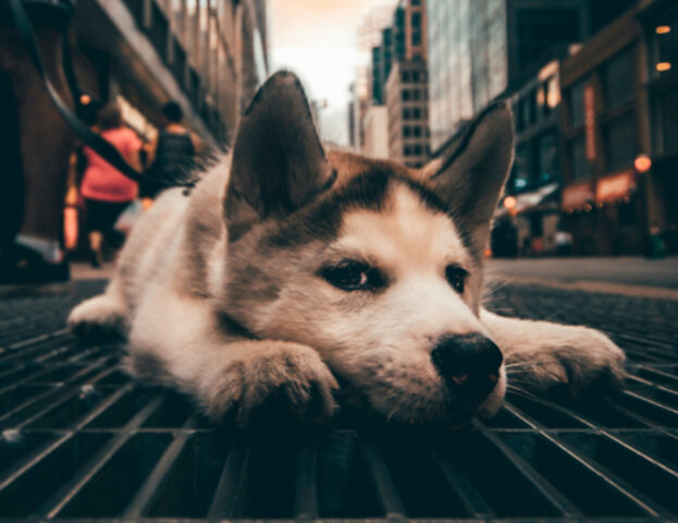 Sì, questa grande città ha (finalmente) vietato la vendita di cani e cagnolini nei negozi