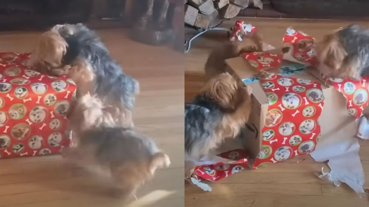 Cani scartano regalo di Natale