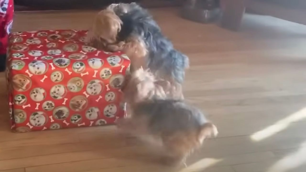 Cani entusiasti per il loro regalo di Natale