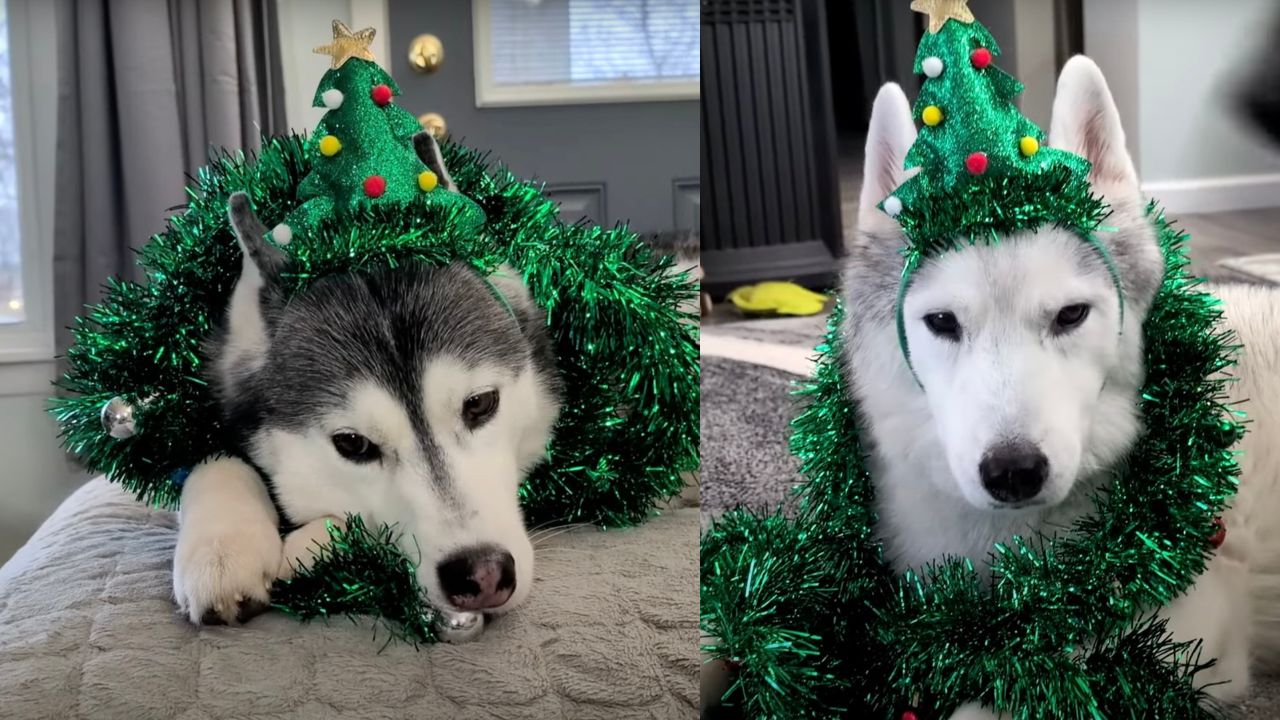 Husky festeggia il Natale