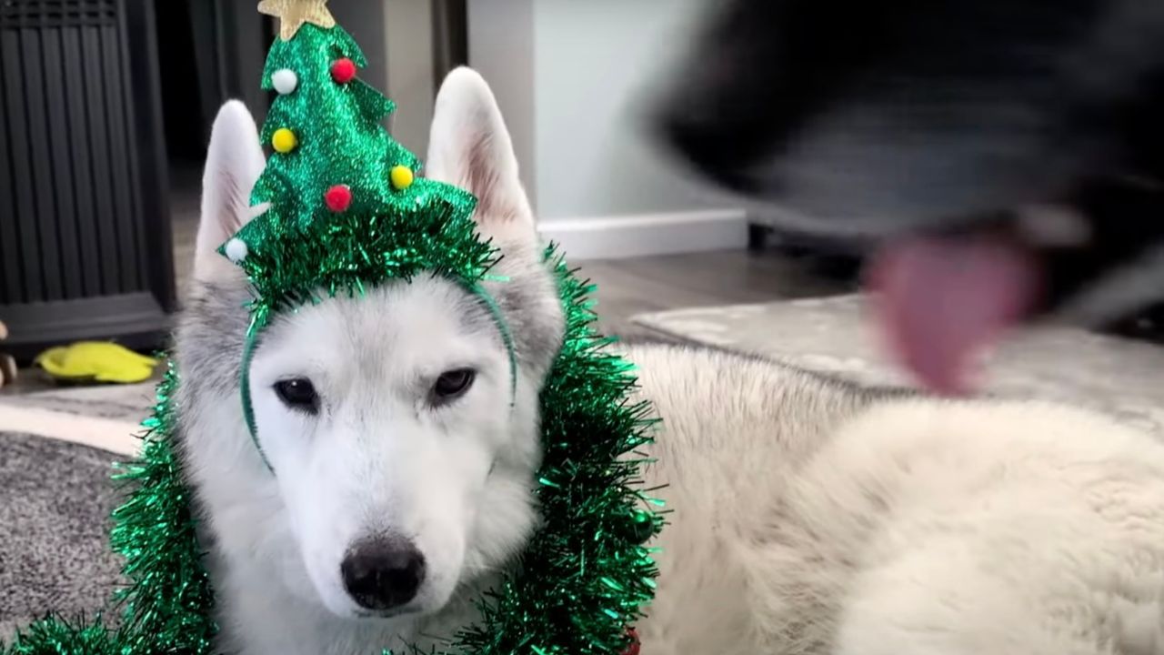 Husky vestita per il Natale