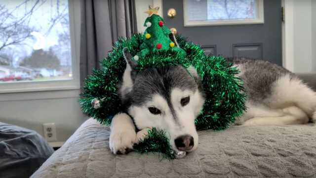 Sì, quest’uomo ha deciso di trasformare la sua Husky in un bellissimo albero di Natale – VIDEO