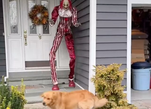 Tra paura e curiosità, il Golden Retriever e l’incontro ravvicinato con il clown